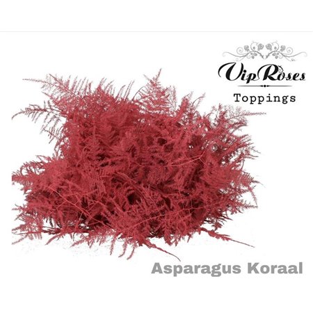 Asparagus Various 1e feathers Koraal c215