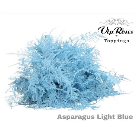 Asparagus Various 1e feathers Light Blue c216