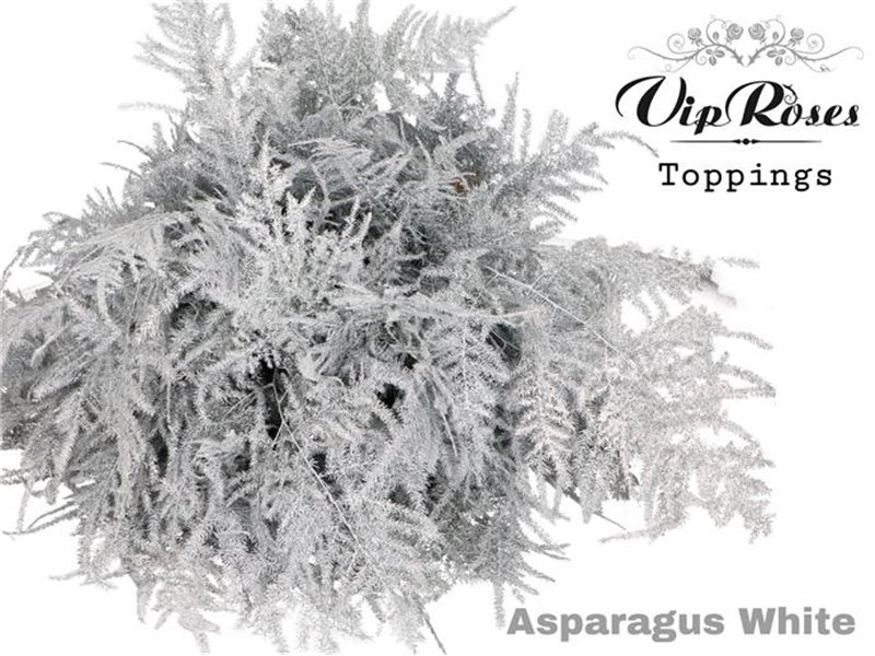 Asparagus Various 1e feathers White c224