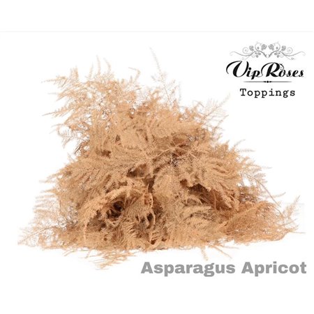 Asparagus Various Extra feathers Apricot c226