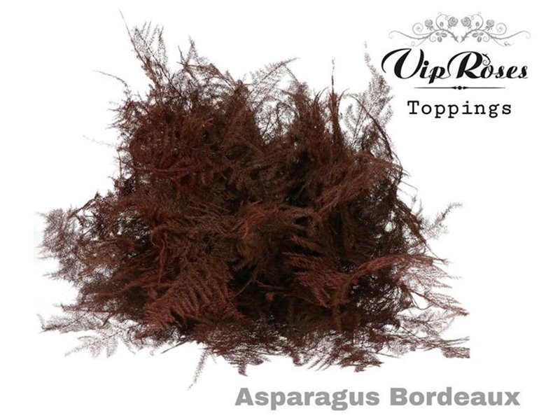 Asparagus Various Extra feathers Bordeaux c227
