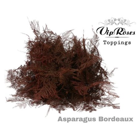 Asparagus Various Extra feathers Bordeaux c227
