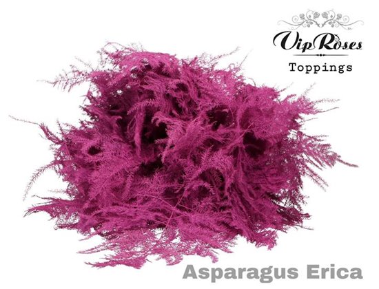 Asparagus Various Extra feathers Erica c228