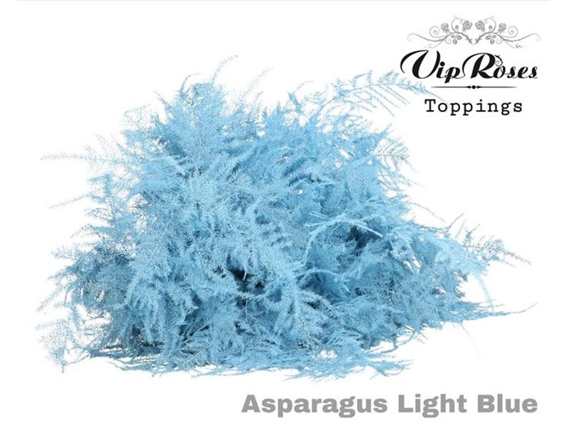 Asparagus Various Extra feathers Light Blue c230