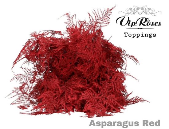 Asparagus Various Extra feathers Red c235