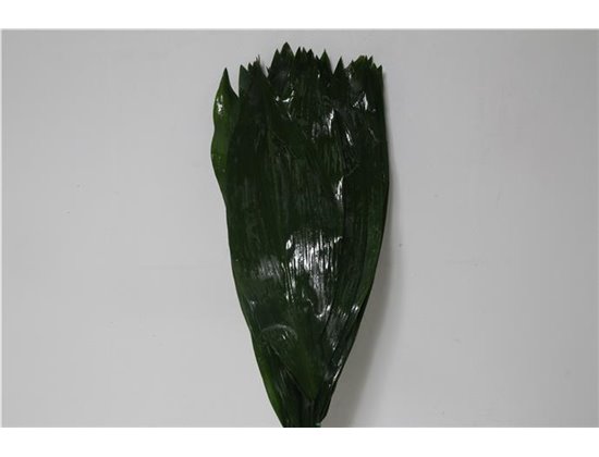 Aspidistra 60cm (p. bunch) c249