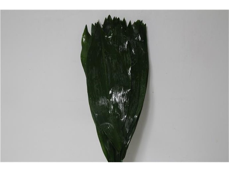 Aspidistra 60cm (p. bunch) c249