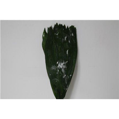 Aspidistra 60cm (p. bunch) c249