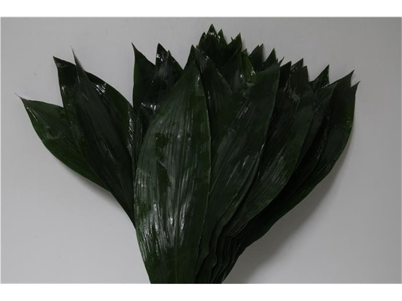 Aspidistra 70cm (p. bunch) c252