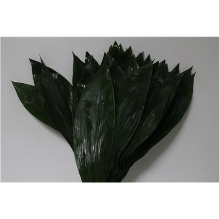 Aspidistra 80cm (p. bunch) c253