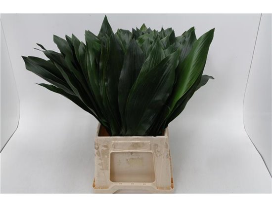 Aspidistra middle Aqua (p. bunch) c254