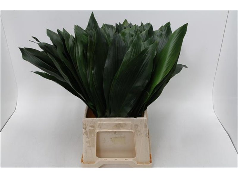 Aspidistra middle Aqua (p. bunch) c254