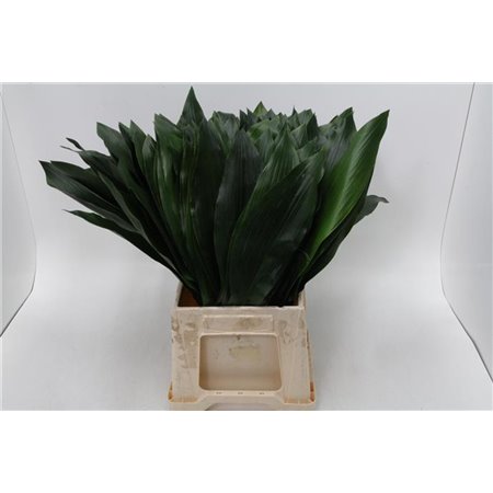 Aspidistra middle Aqua (p. bunch) c254