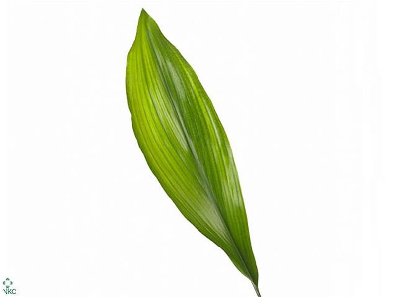 Aspidistra middle Aqua (p. bunch) c255