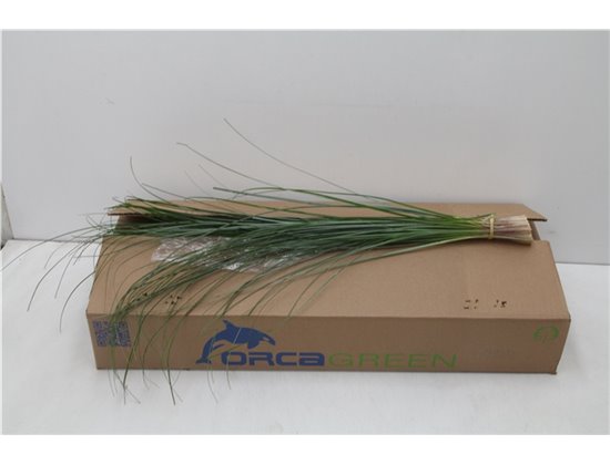 Beargras x40 (p. bunch) c295