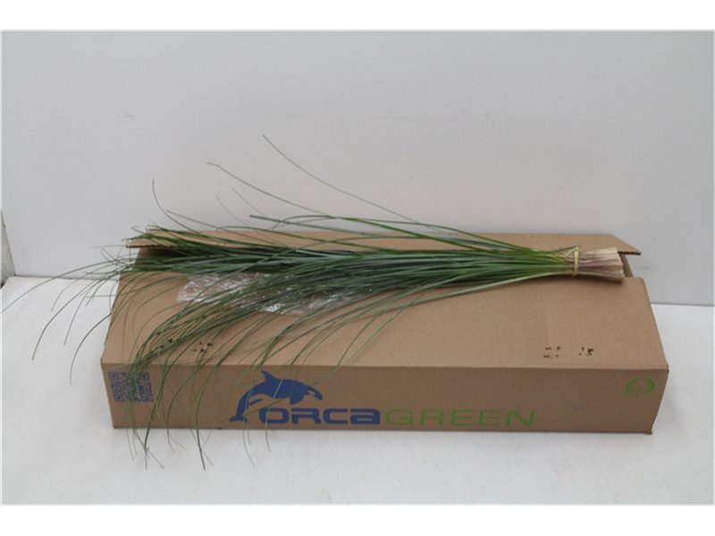 Beargras x40 (p. bunch) c295