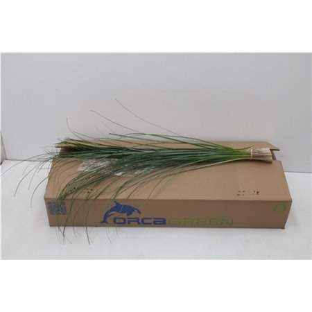 Beargras x40 (p. bunch) c295