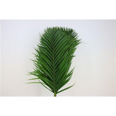 Cane Palma L100 c387