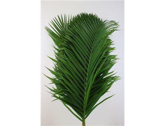 Cane Palma L100 c388