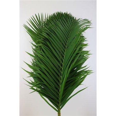 Cane Palma L120 c389