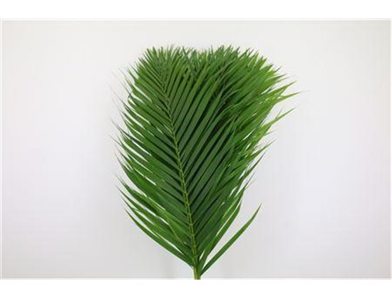Cane Palma L60 c392