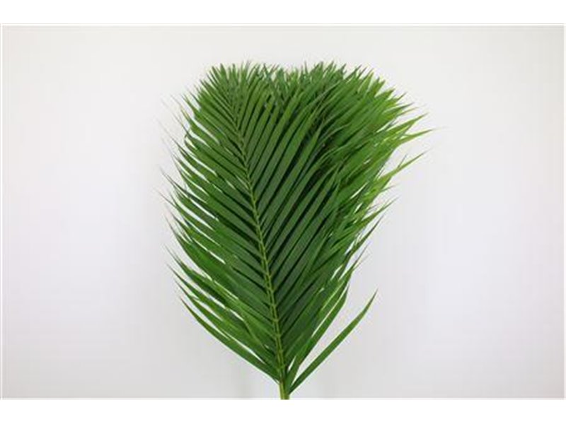 Cane Palma L80 c393