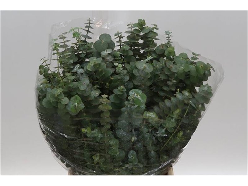Evkaliptus Baby Blue 150gr Short (p. bunch) c1307
