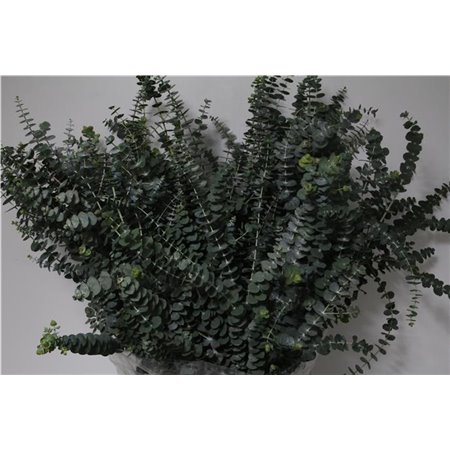 Evkaliptus Baby Blue 150gr Short (p. bunch) c1308