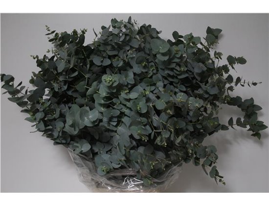 Evkaliptus Cinerea 300gr (p. bunch) c1317