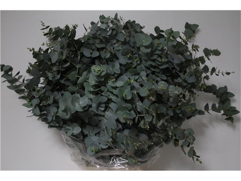 Evkaliptus Cinerea 300gr (p. bunch) c1317