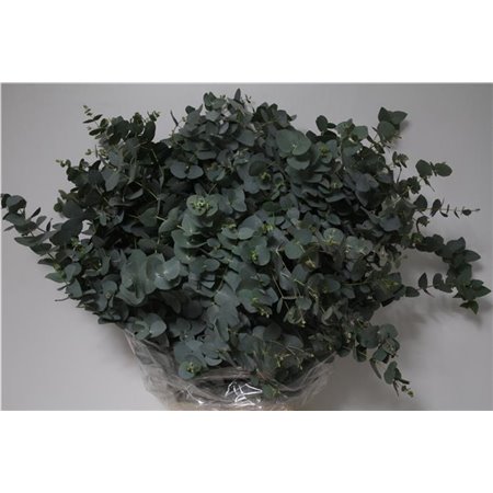 Evkaliptus Cinerea 300gr (p. bunch) c1317
