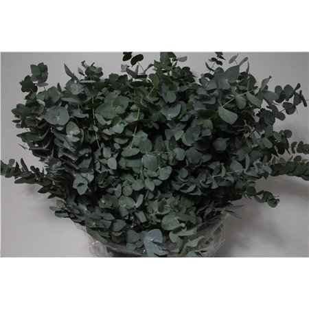 Evkaliptus Cinerea 300gr (p. bunch) c1318