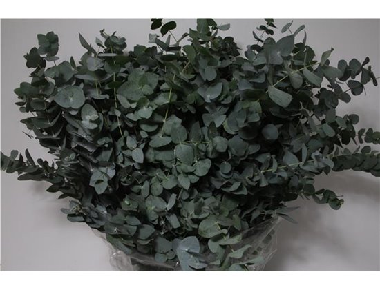 Evkaliptus Cinerea 400gr (p. bunch) c1319