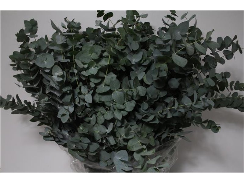 Evkaliptus Cinerea 400gr (p. bunch) c1319