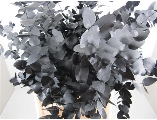 Evkaliptus Cinerea Black c1321