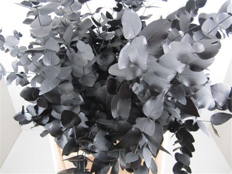 Evkaliptus Cinerea Black c1321