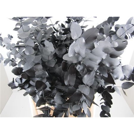 Evkaliptus Cinerea Black c1321
