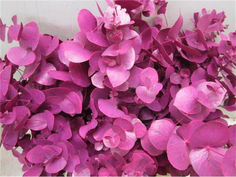Evkaliptus Cinerea Black c1322