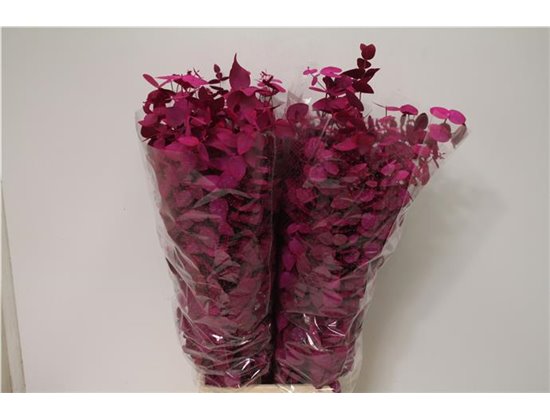 Evkaliptus Cinerea Cerise c1323