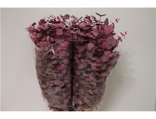 Evkaliptus Cinerea Col Pink 200gr (p. bunch) c1324