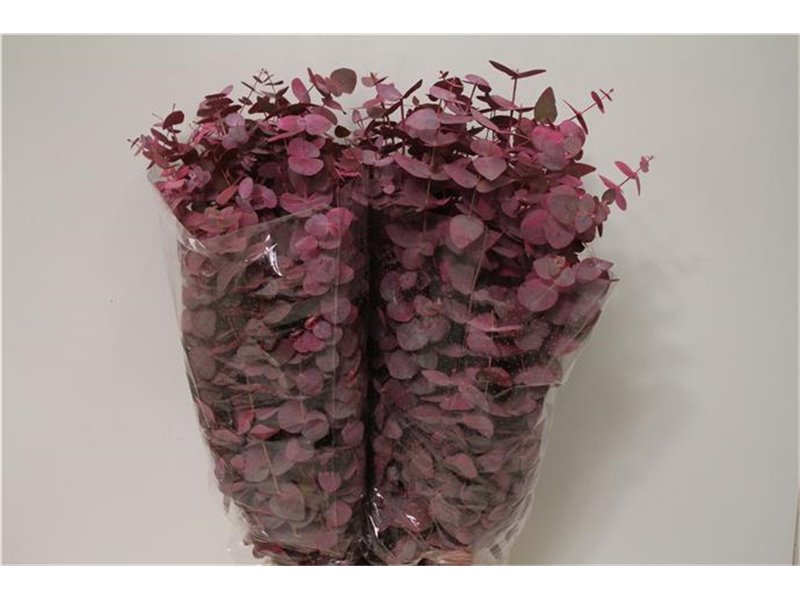 Evkaliptus Cinerea Col Pink 200gr (p. bunch) c1324