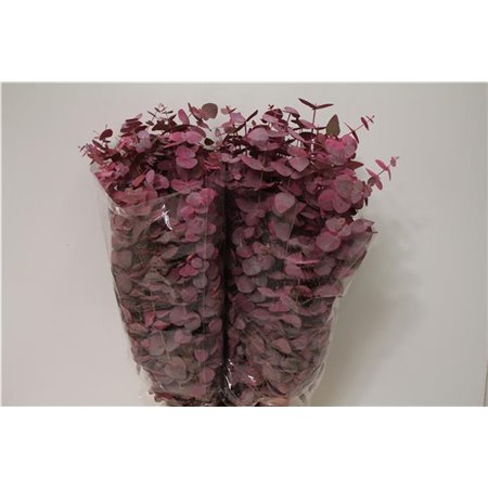 Evkaliptus Cinerea Col Pink 200gr (p. bunch) c1324