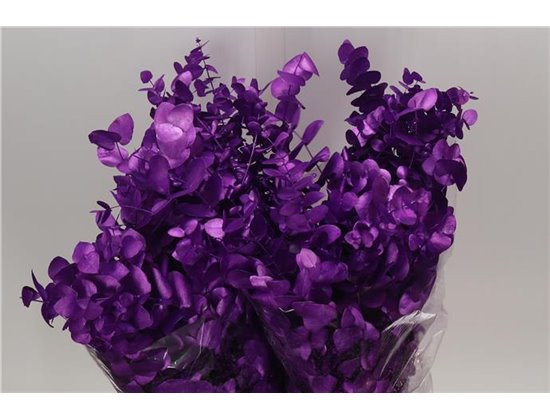 Evkaliptus Cinerea Col. with Purple (p. bunch) c1326