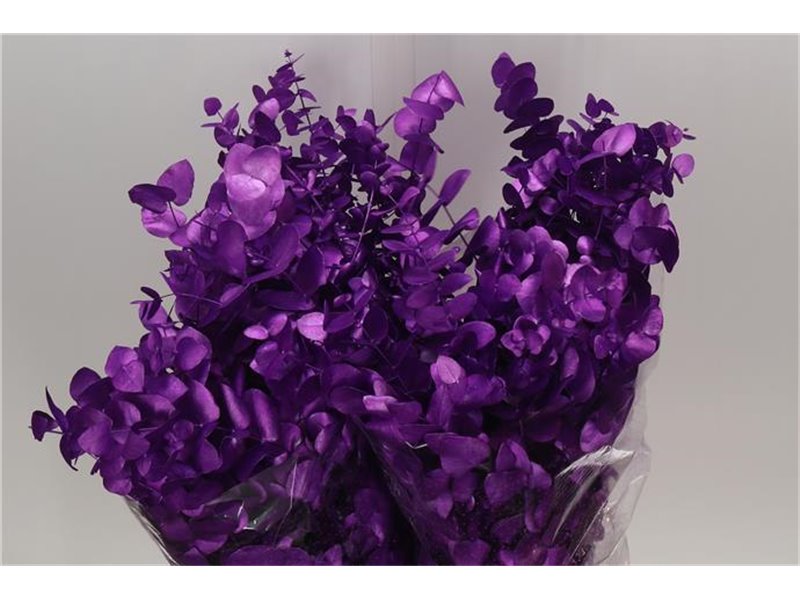 Evkaliptus Cinerea Col. with Purple (p. bunch) c1326