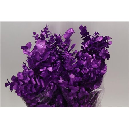 Evkaliptus Cinerea Col. with Purple (p. bunch) c1326