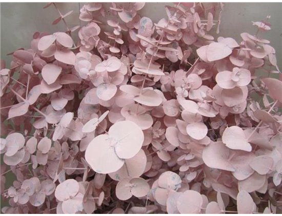 Evkaliptus Cinerea Pale Rose c1327