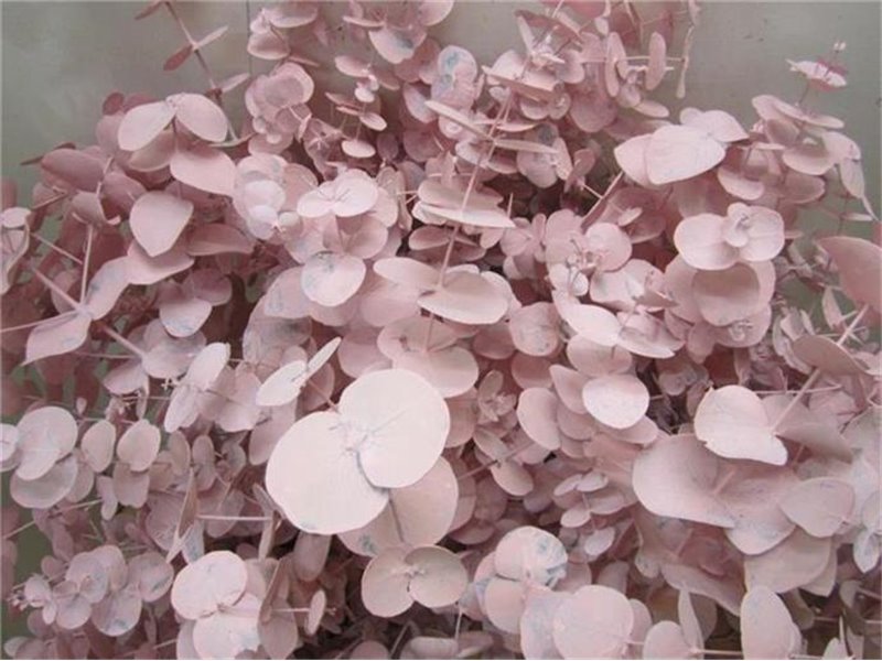 Evkaliptus Cinerea Pale Rose c1327