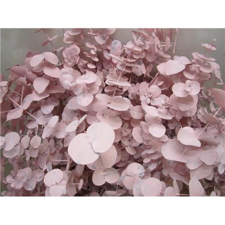 Evkaliptus Cinerea Pale Rose c1327