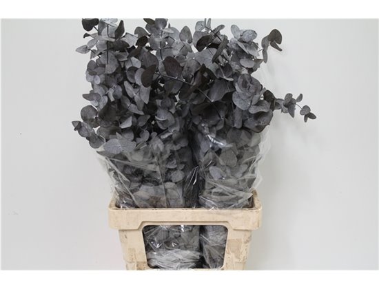 Evkaliptus Cinerea Pres Grey 200gr (p. bunch) c1328
