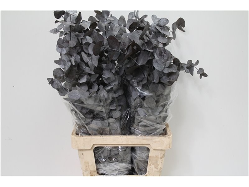 Evkaliptus Cinerea Pres Grey 200gr (p. bunch) c1328